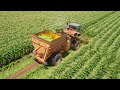 Sweet Corn harvesting - Explained