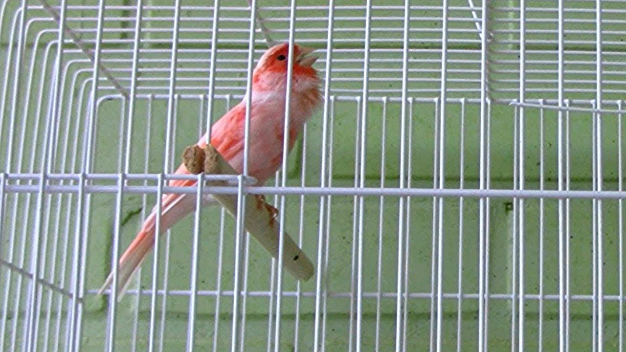 تغريد كناري موزايك رائع لتحفيزعلى التزاوج ويجعل الكناري هائج و تعليم الفراخ ● Canario Mosaique Canto