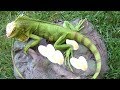 Mother Green Iguana pet laying eggs in her nest and cute babies hatching