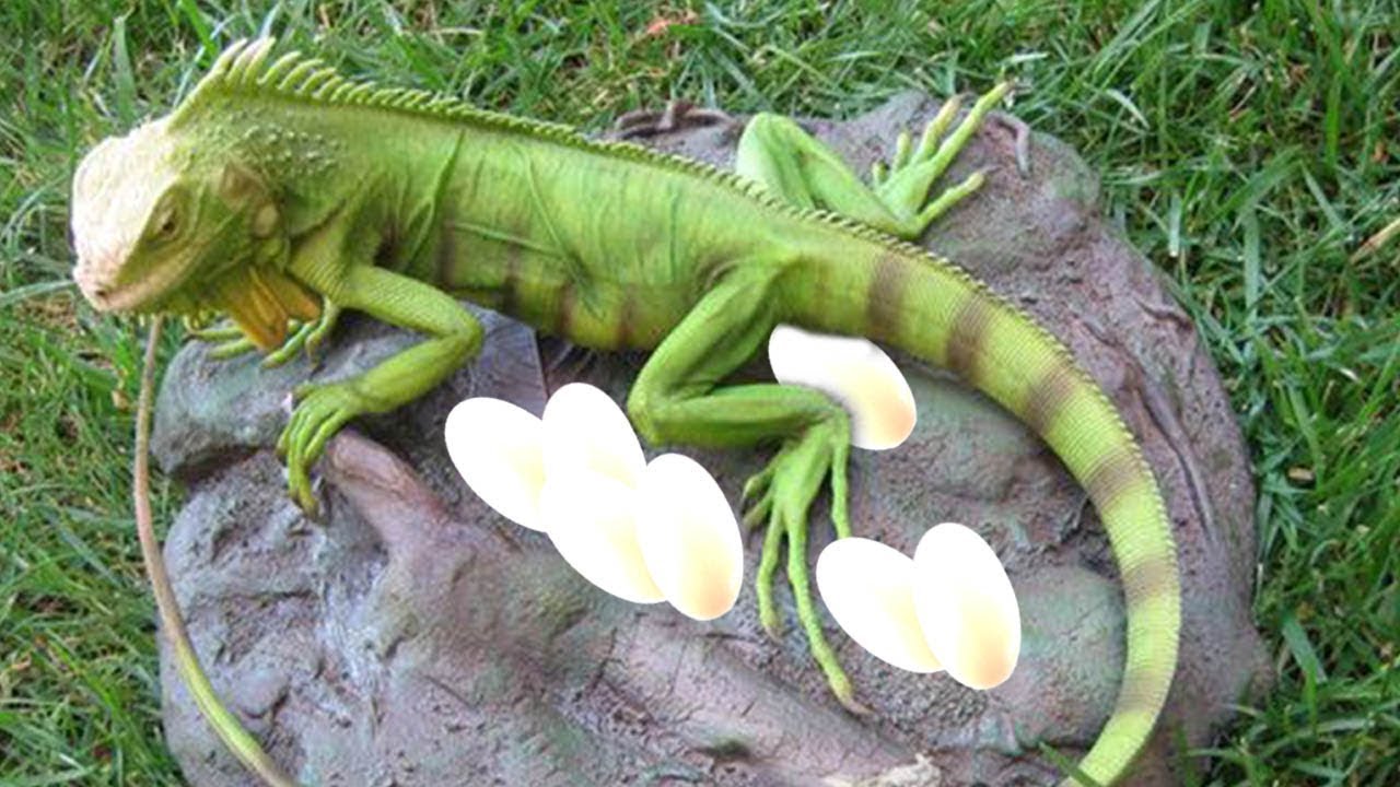 Mother Green Iguana pet laying eggs in her nest and cute babies hatching -  YouTube