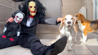 Funny Dogs vs Scary Jigsaw Prank