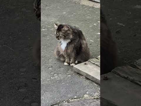 🐱Котик сидит на рынке🐱Рыбинск🐱