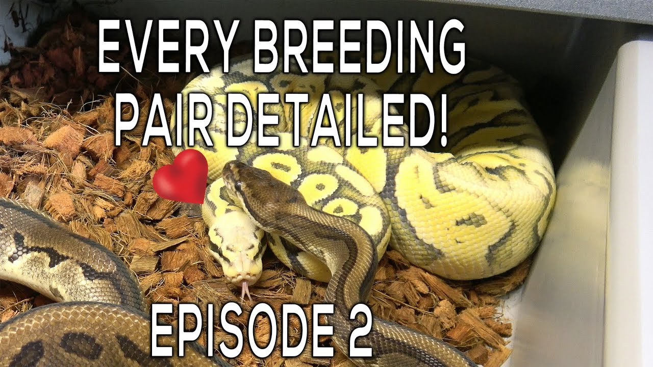 Picture of FULL Breeding Update! Facing Fear of Snakes! Fertile vs. Infertile Eggs ...