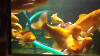 Nieuwe Vijver Bij Zwerfkei