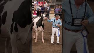 4-Year-Old Cow Class at the Wisconsin Dairy Showcase 2026