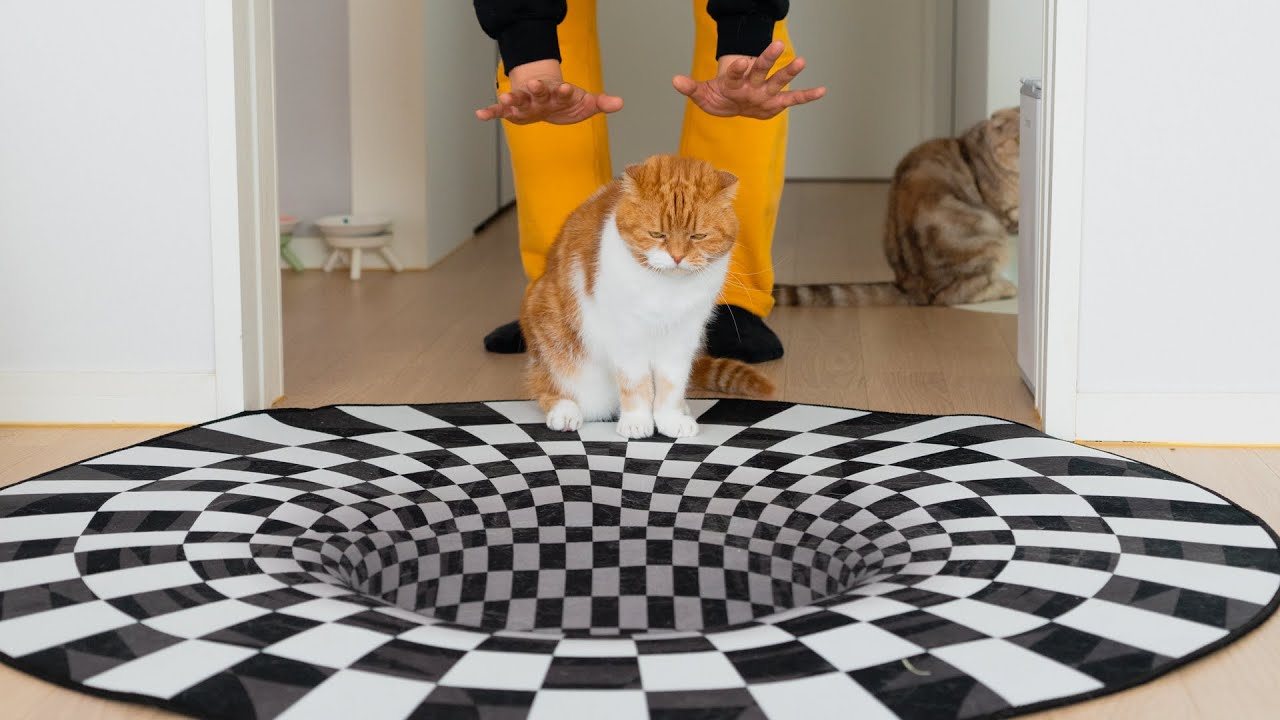 Cat's reaction when they see an optical illusion rug? 