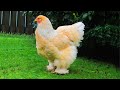 Chicken Clucking And Other Chickens Sound and Noises 🐔 VIDEOS