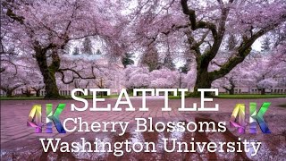 usa SEATTLE IN BLOOM | EXPERIENCE THE MAGIC OF CHERRY BLOSSOMS WITH RELAXING PIANO MUSIC | 4K