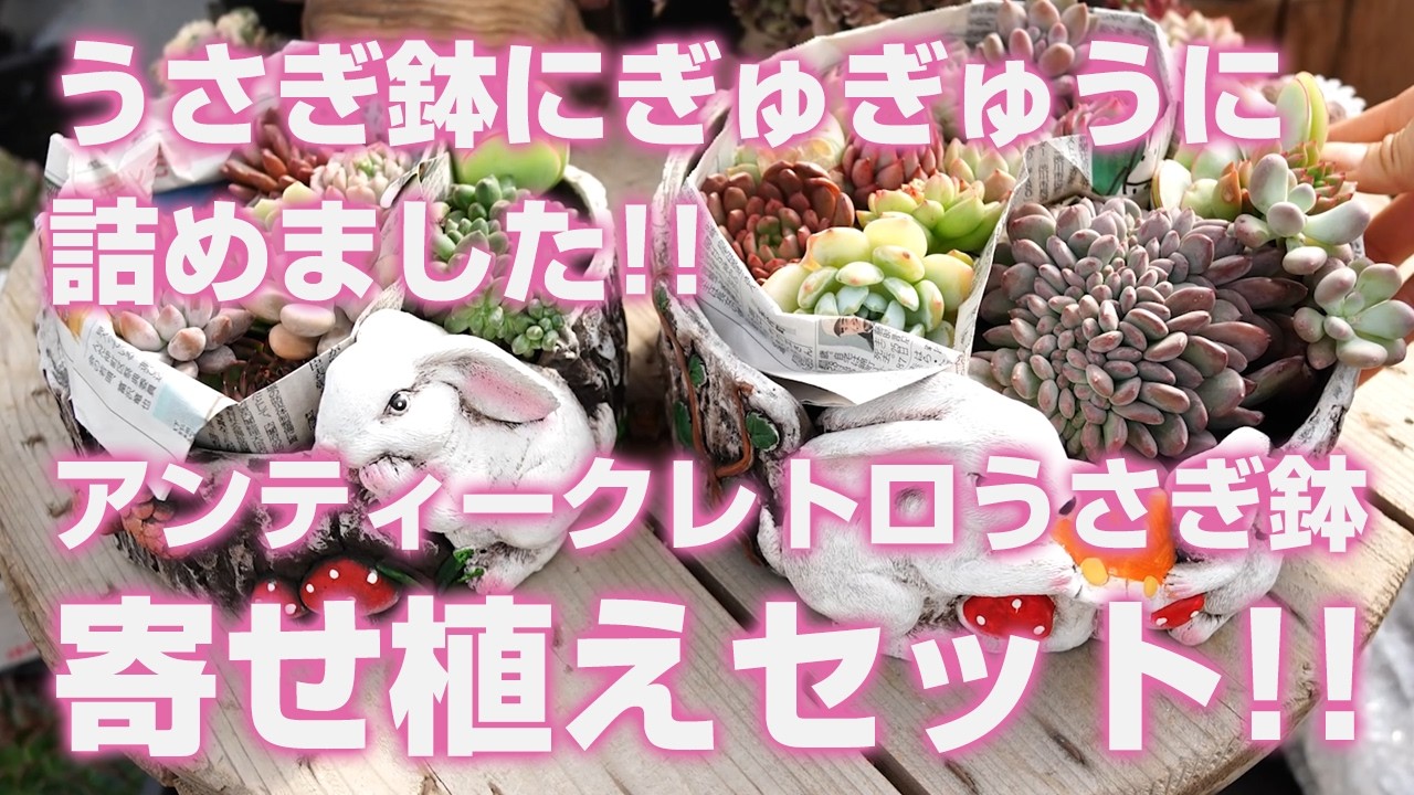 【多肉植物】うさぎ鉢にぎゅぎゅうに詰めました!!アンティークレトロうさぎ鉢寄せ植えセット!!【succulent】トロピカルガーデン