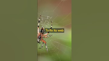 Arachno-Tech Support: Why the spider visited the computer repair shop #shorts