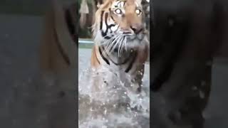 Tigers In Water, Slow-Motion !