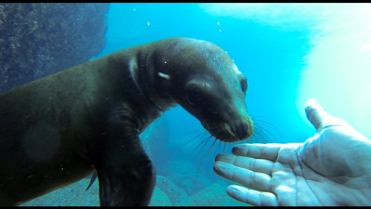 Deepdivers Buceo en La Paz YouTube