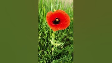 Tạo Phước Đổi Vận #anvui #hanhphuc #anvui.hanhphuc #thauhieunoitam #baihoccuocsong