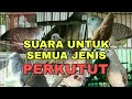 SUARA PERKUTUT KOMBINASI, UNTUK SEMUA JENIS PERKUTUT