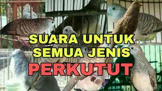 SUARA PERKUTUT KOMBINASI, UNTUK SEMUA JENIS PERKUTUT