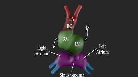 Development of the Heart (3D)