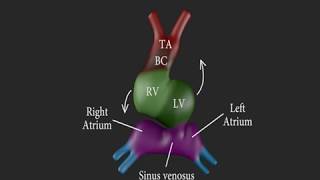 Development of the Heart (3D)