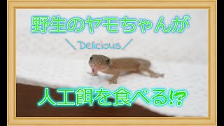 初対面のヤモちゃんにレオパドライをお召し上がり頂く方法✨