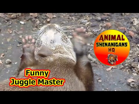 Thumb of Otter video