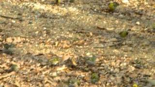 鳥、EKHの鳥動画(マヒワ(真鶸)10122701)