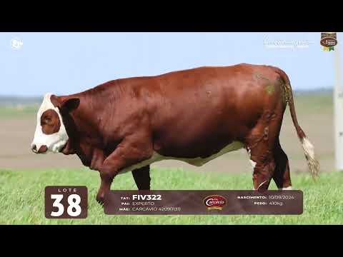 LOTE 38 - TAT FIV322 F Braford