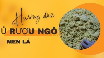 Hướng dẫn ủ rượu ngô men lá Mẫu Sơn