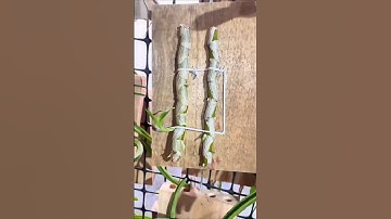 best simple tutorial how to propagation longest dendrobium on wooden #orchid #short 😍😍🌱🌵🌵🌵🌱🌱🌱🌱