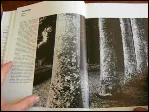 Begin With Bailey Photography Book Review - YouTube