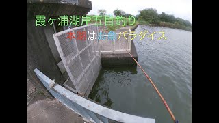 霞ケ浦小物五目釣りオオタナゴも釣れたよ