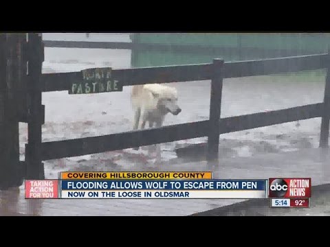 Video: Pet Scoop: Inundațiile devastates Lake Zoo superioare, câinii pot ajuta la menținerea copiilor Astm-free
