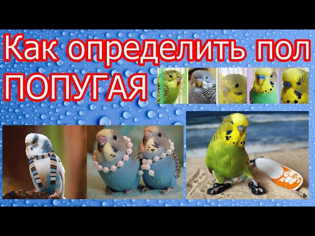 Томпалы қыздар попуга алады