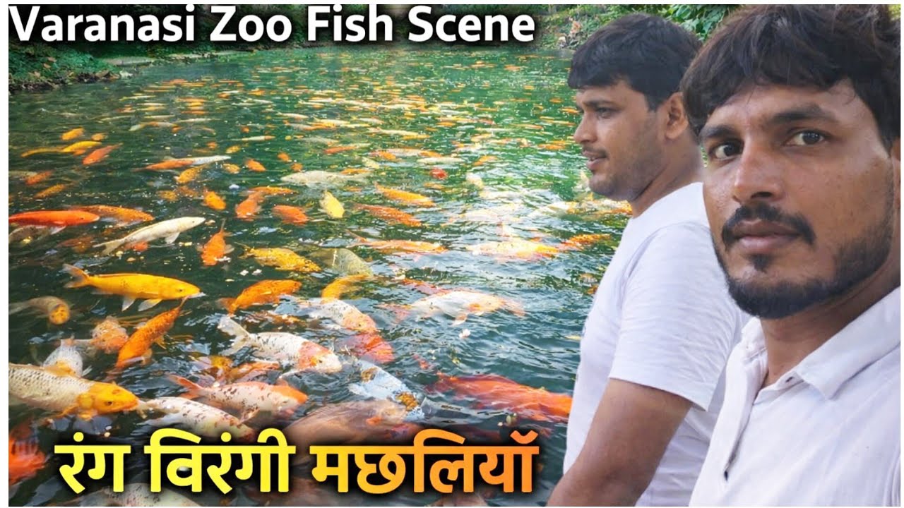 एक ही तालाब में सैकड़ों मछलियाँ 😍 | Varanasi Zoo Fish Scene