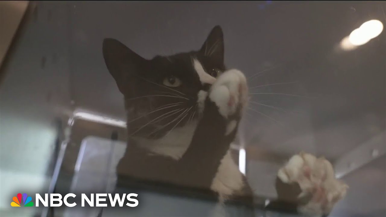 NYC animal shelters hit record crowding as pet surrenders surge
