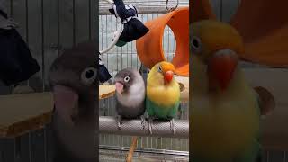 🦜🩷🦜Other birds causing trouble while filming the video🦜 #寵物鳥 #cute #Lovebirds #MonkParrot #cutebaby