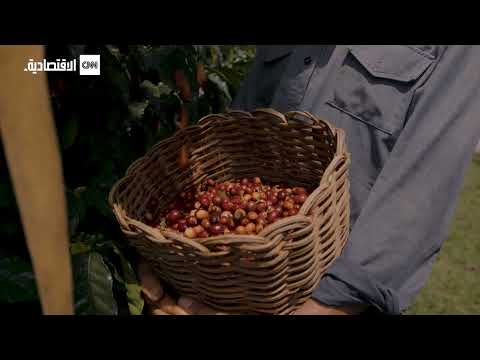 من المزارع لكوبك رحلة حبوب القهوة التي أحبها الكثير