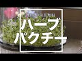 ハーブ パクチー コリアンダー  水耕栽培 プランター栽培 家庭菜園　Kitchen garden routine vlog
