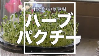 ハーブ パクチー コリアンダー  水耕栽培 プランター栽培 家庭菜園　Kitchen garden routine vlog