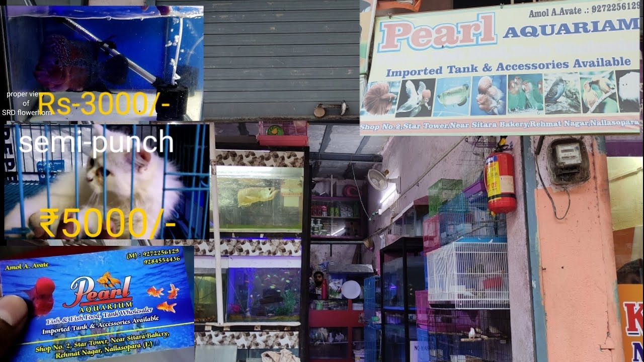 pearl aquarium and pet shop nalasopara (E) vlog 2 YouTube