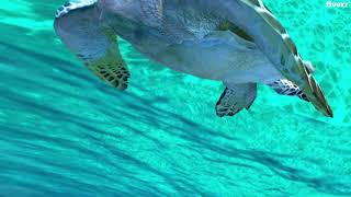 Make 3D Animations And Rigg Using Maya And Blender In Unity - Best Character Animation Service