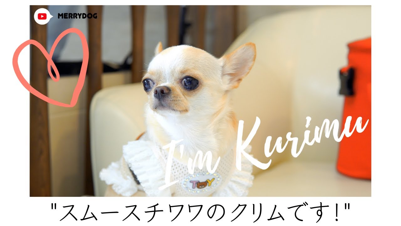 Smooth Chihuahua Grooming Pet Influencer Kurimu Youtube