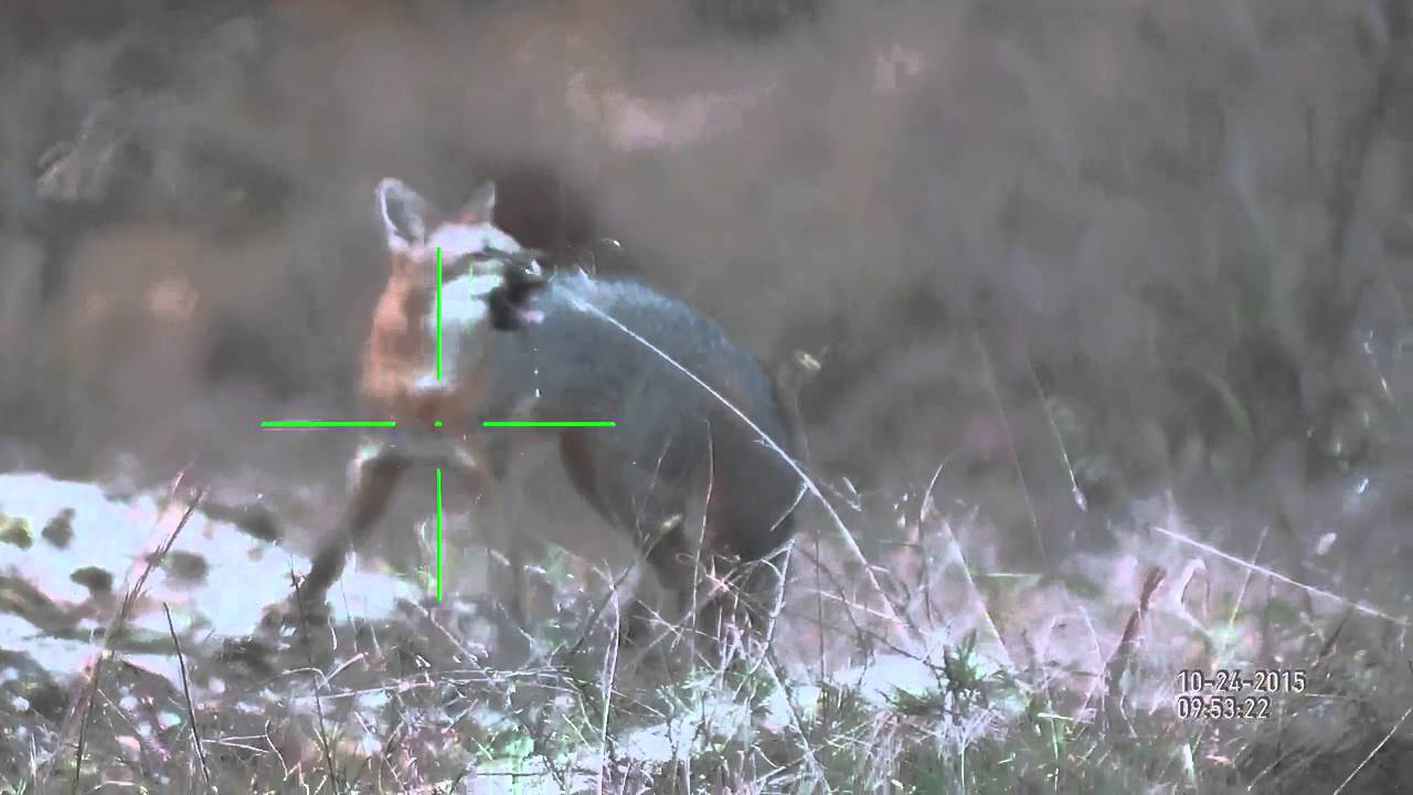 ATN XSight Fox Barking (Actual Footage) YouTube