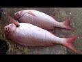 Red Snapper fish Cutting & Chopping in Asian fish market
