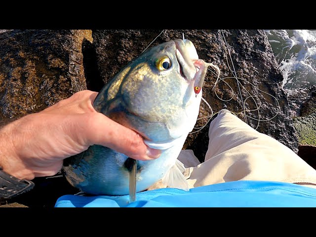 Chasing Summer BLUEFISH on the Rocks - Saltwater Fly Fishing for Blues 