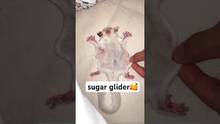 You won’t believe How far this little Glider can fly🤨#animals #sugargliderlover #fyp#sugarglider