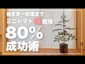 【ミニトマト袋栽培】追肥 誘引 脇芽かき｜生育期別基本テクニック｜ミニトマトの育て方