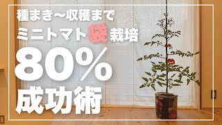 【ミニトマト袋栽培】追肥 誘引 脇芽かき｜生育期別基本テクニック｜ミニトマトの育て方