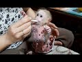 Baby Monkey Lusi First Ate Very Cute Whey