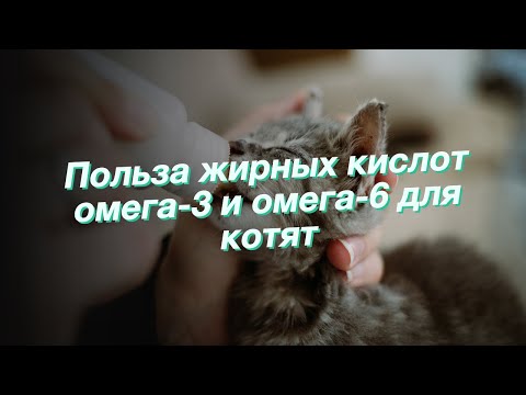 Видео: Жиры Омега-3 могут помочь при похудании домашних животных