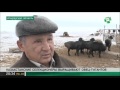 Казахстанские селекционеры выращивают овец-гигантов