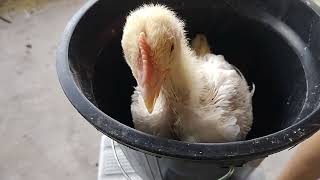 Pentinho Com 30 Dias Pesando Entre 800 A 1 Kg K